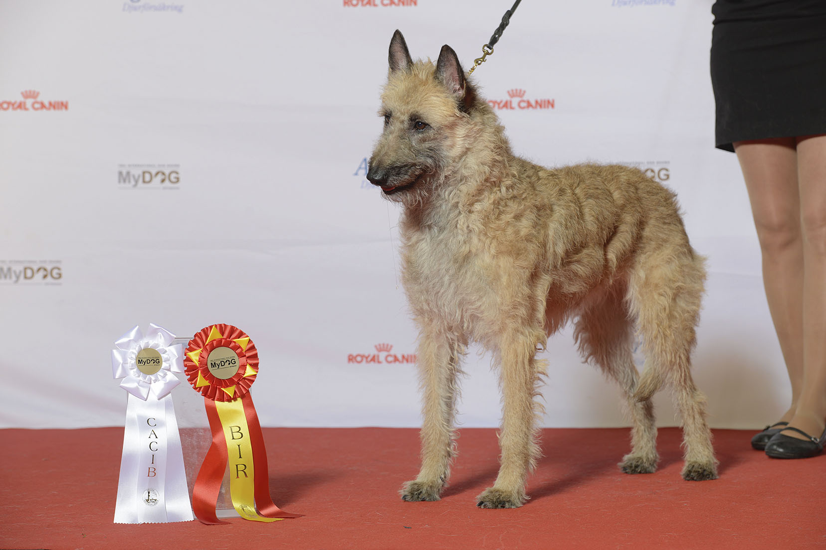 Laekense Herder — hondenras foto