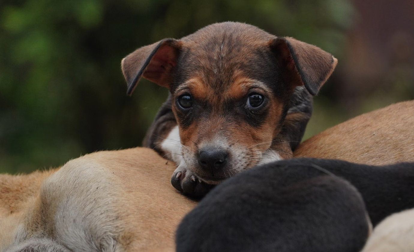 puppy