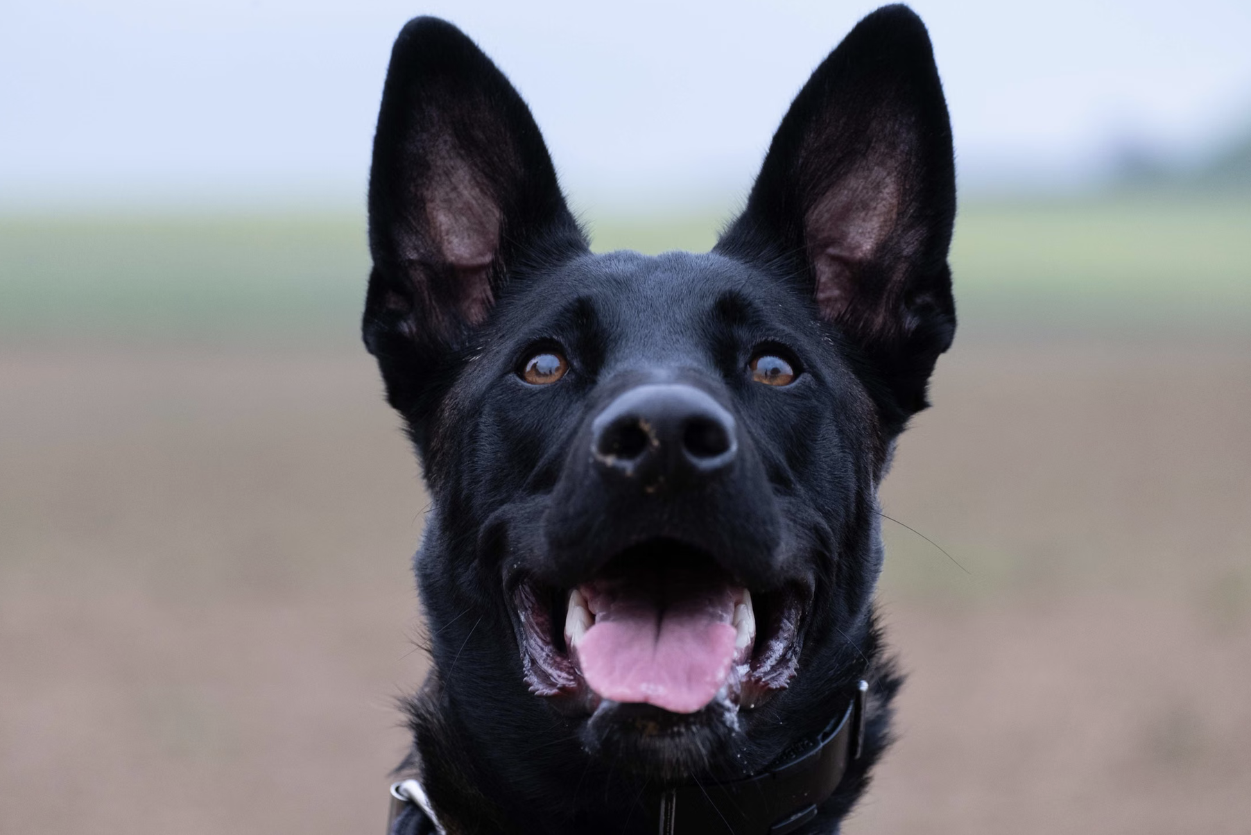werkhond